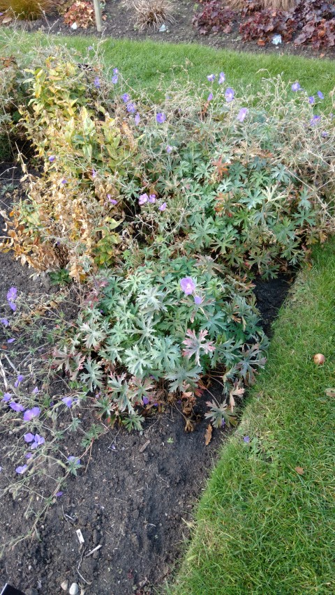 Geranium  plantplacesimage20161015_165054.jpg