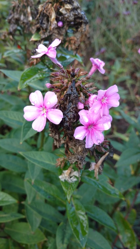 Phlox paniculata plantplacesimage20161015_165250.jpg