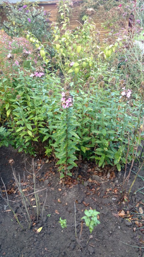 Phlox paniculata plantplacesimage20161015_165259.jpg