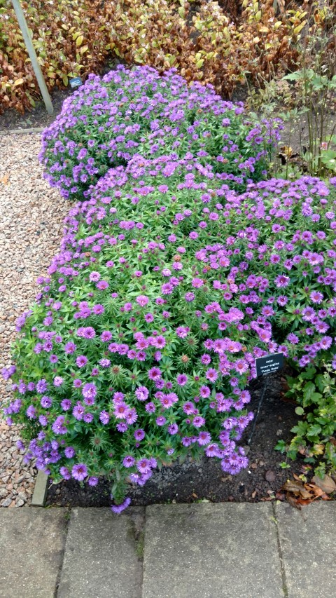 Aster novae-angliae plantplacesimage20161015_165433.jpg