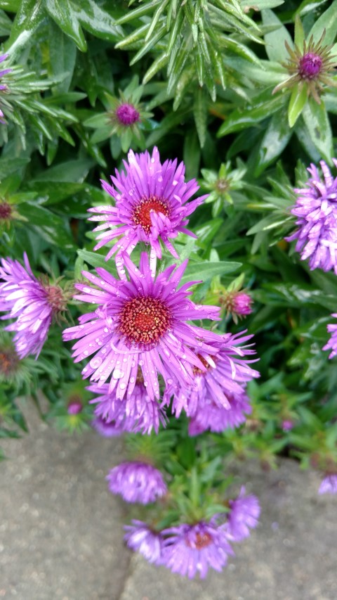 Aster novae-angliae plantplacesimage20161015_165443.jpg