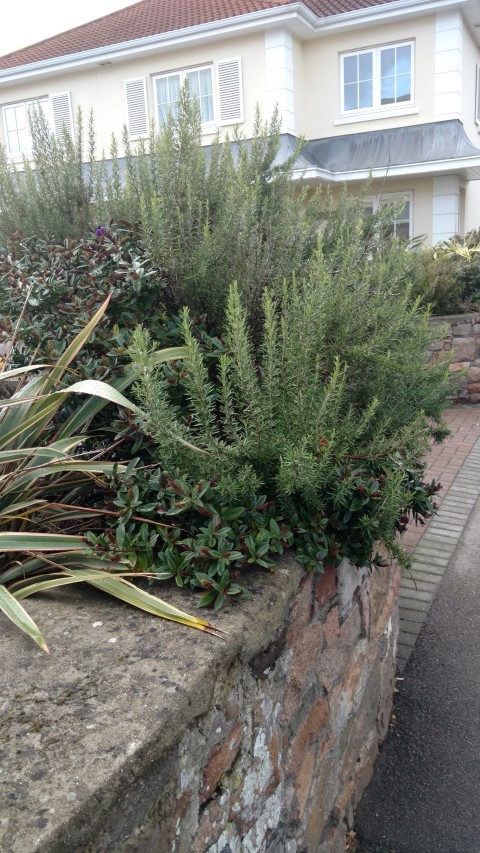 Rosmarinus officinalis plantplacesimage20161015_171017.jpg