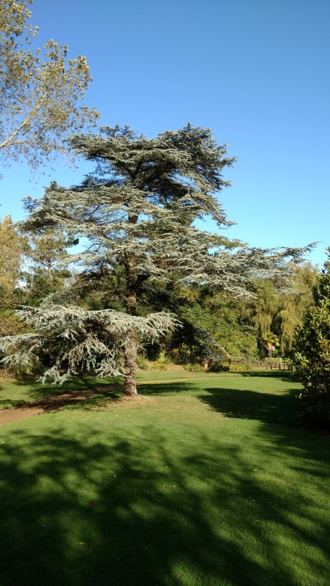 Cedrus atlantica plantplacesimage20161016_105120.jpg