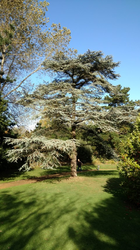 Cedrus atlantica plantplacesimage20161016_105157.jpg