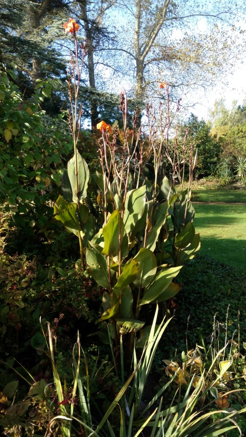 Canna  plantplacesimage20161016_105539.jpg