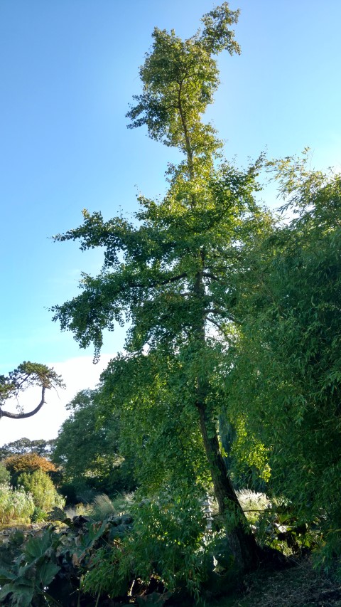 Ginkgo biloba plantplacesimage20161016_110048.jpg