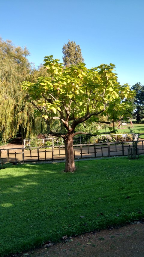 Catalpa bignonioides plantplacesimage20161016_110120.jpg