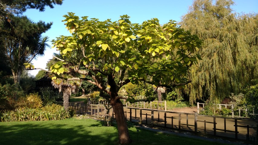 Catalpa bignonioides plantplacesimage20161016_110146.jpg