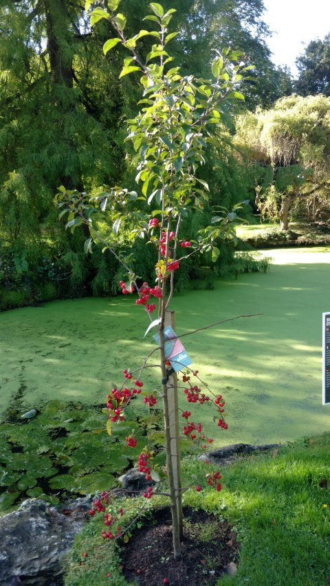 Malus x rob plantplacesimage20161016_111844.jpg