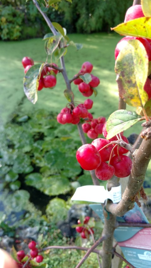 Malus x rob plantplacesimage20161016_111857.jpg