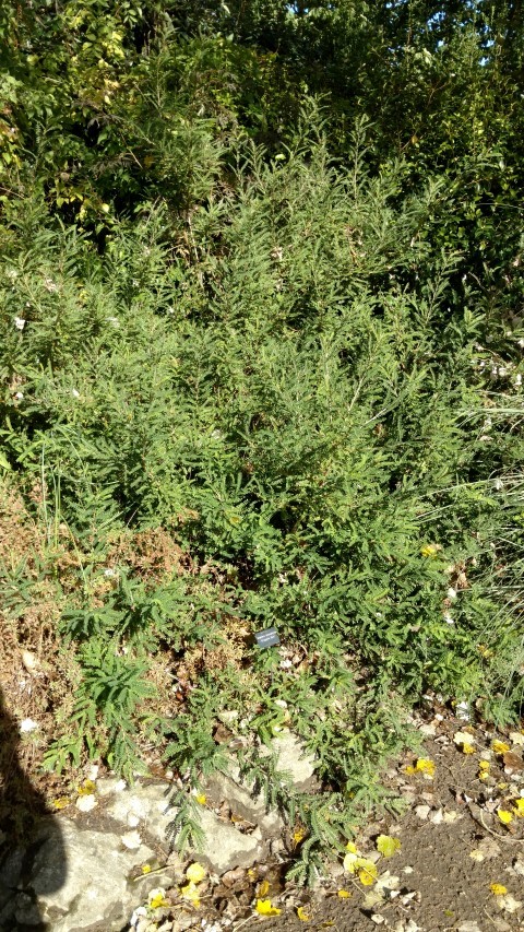 Sophora microphylla plantplacesimage20161016_112016.jpg