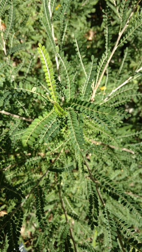 Sophora microphylla plantplacesimage20161016_112031.jpg