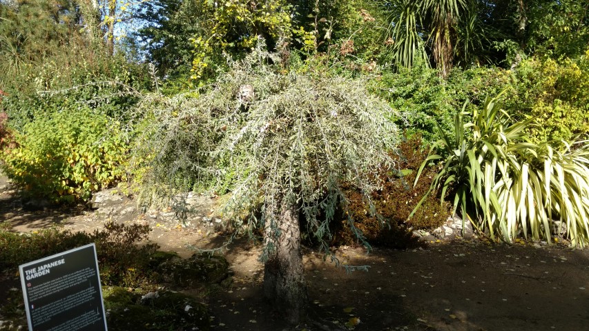 Pyrus salicifolia plantplacesimage20161016_112145.jpg