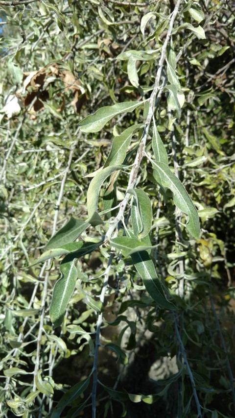 Pyrus salicifolia plantplacesimage20161016_112215.jpg