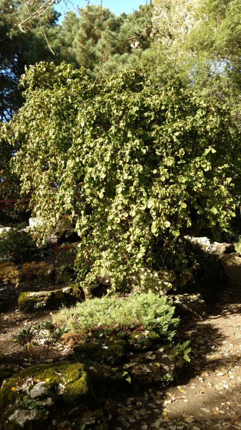 Corylus avellana plantplacesimage20161016_112326.jpg