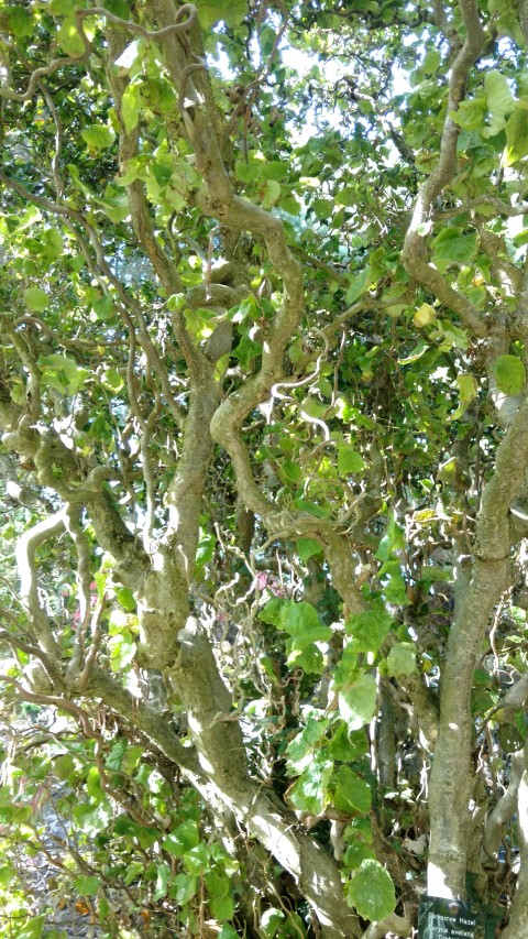 Corylus avellana plantplacesimage20161016_112349.jpg