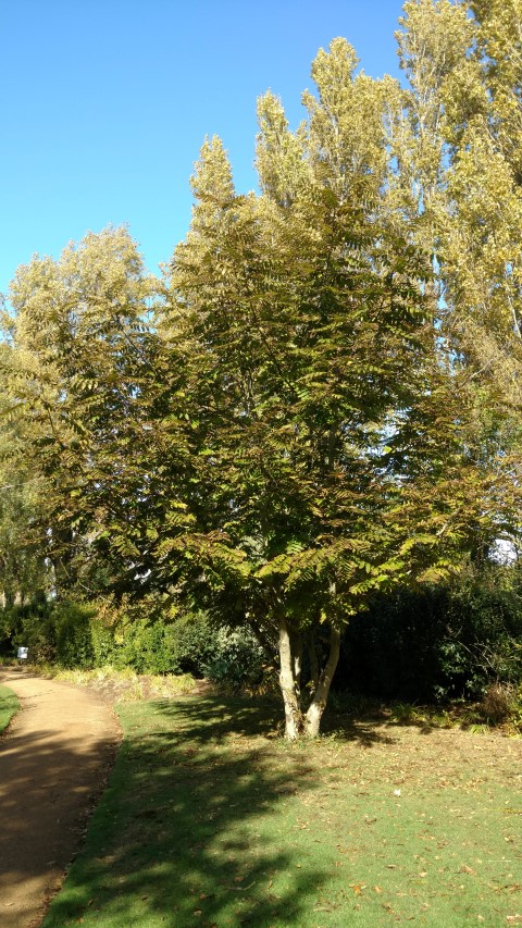 Pterocarya fraxinifolia plantplacesimage20161016_113435.jpg