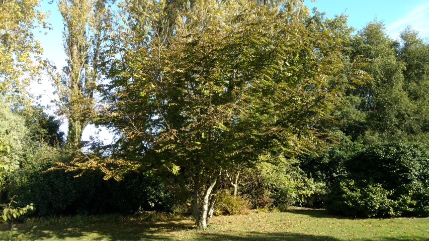 Pterocarya fraxinifolia plantplacesimage20161016_113507.jpg