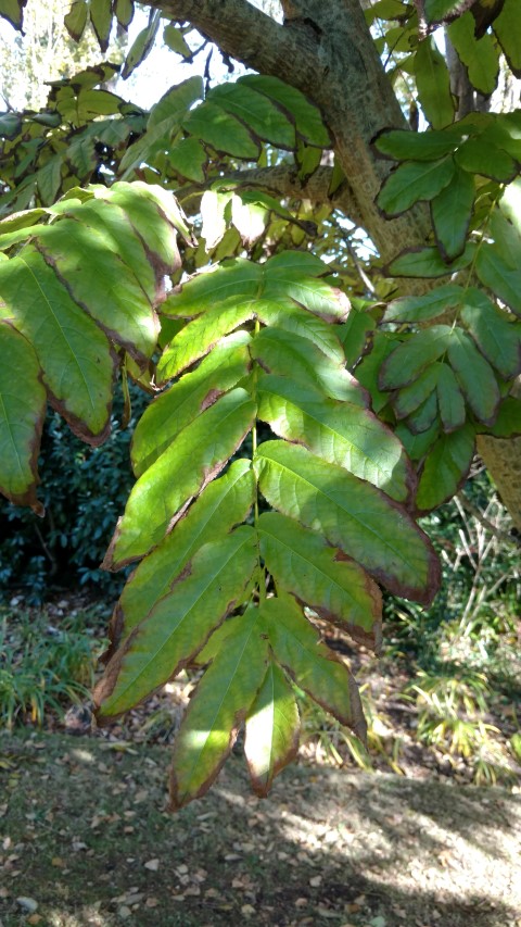 Pterocarya fraxinifolia plantplacesimage20161016_113528.jpg