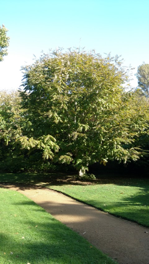 Pterocarya fraxinifolia plantplacesimage20161016_113725.jpg