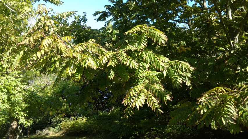 Pterocarya fraxinifolia plantplacesimage20161016_113745.jpg