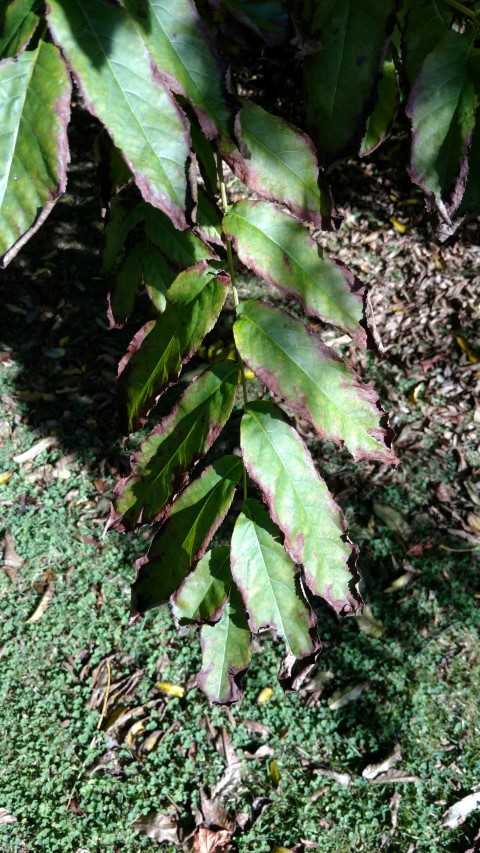 Pterocarya fraxinifolia plantplacesimage20161016_113755.jpg