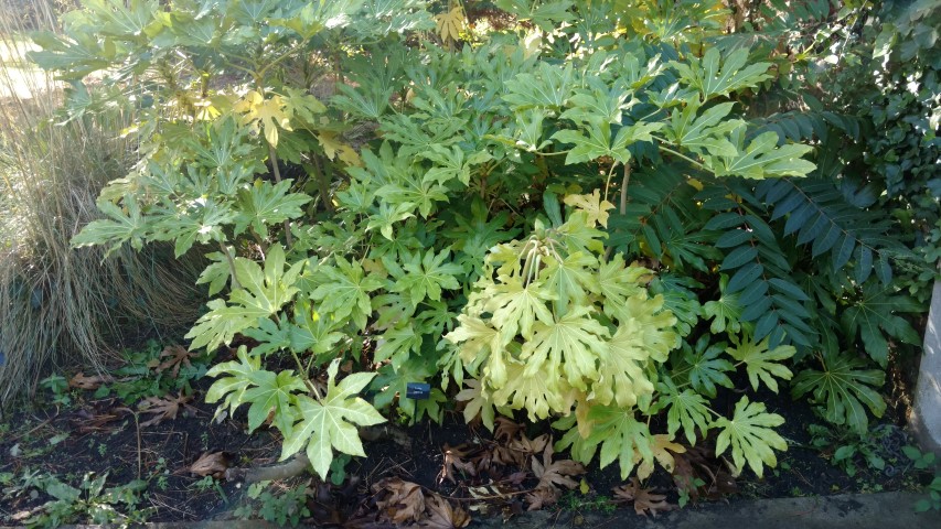 Fatsia japonica plantplacesimage20161016_113949.jpg