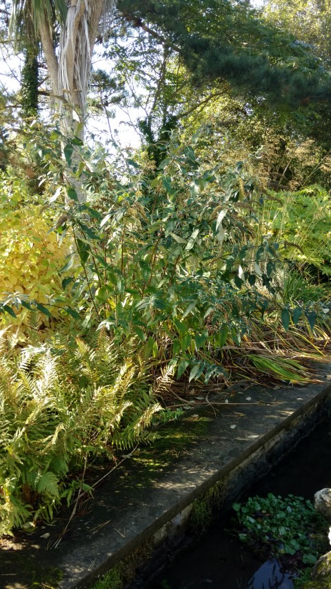 Buddleia davidii plantplacesimage20161016_114114.jpg