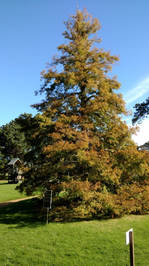 Metasequoia glyptostroboides plantplacesimage20161016_114319.jpg