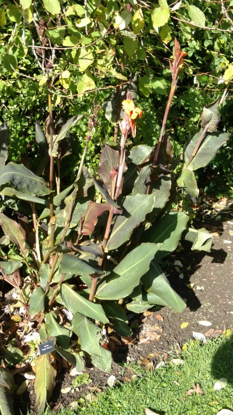 Canna plantplacesimage20161016_114431.jpg