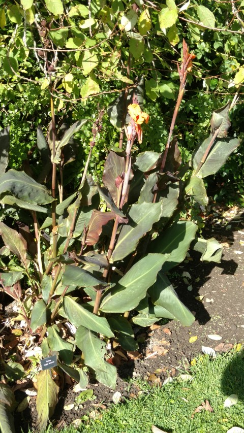 Canna  plantplacesimage20161016_114431.jpg