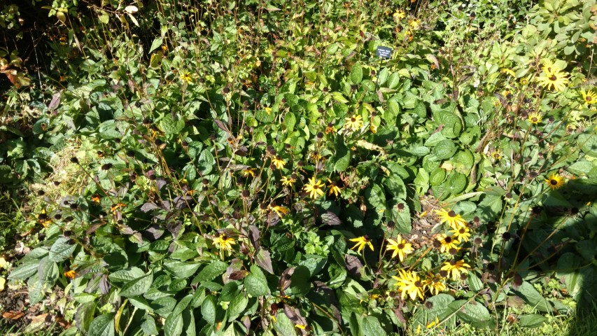 Rudbeckia fulgida plantplacesimage20161016_114522.jpg