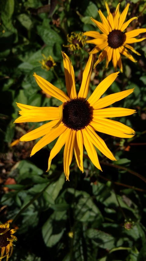 Rudbeckia fulgida plantplacesimage20161016_114535.jpg