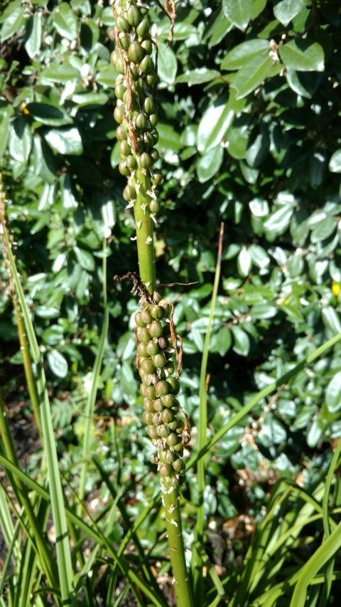 Kniphofia rooperi plantplacesimage20161016_114649.jpg