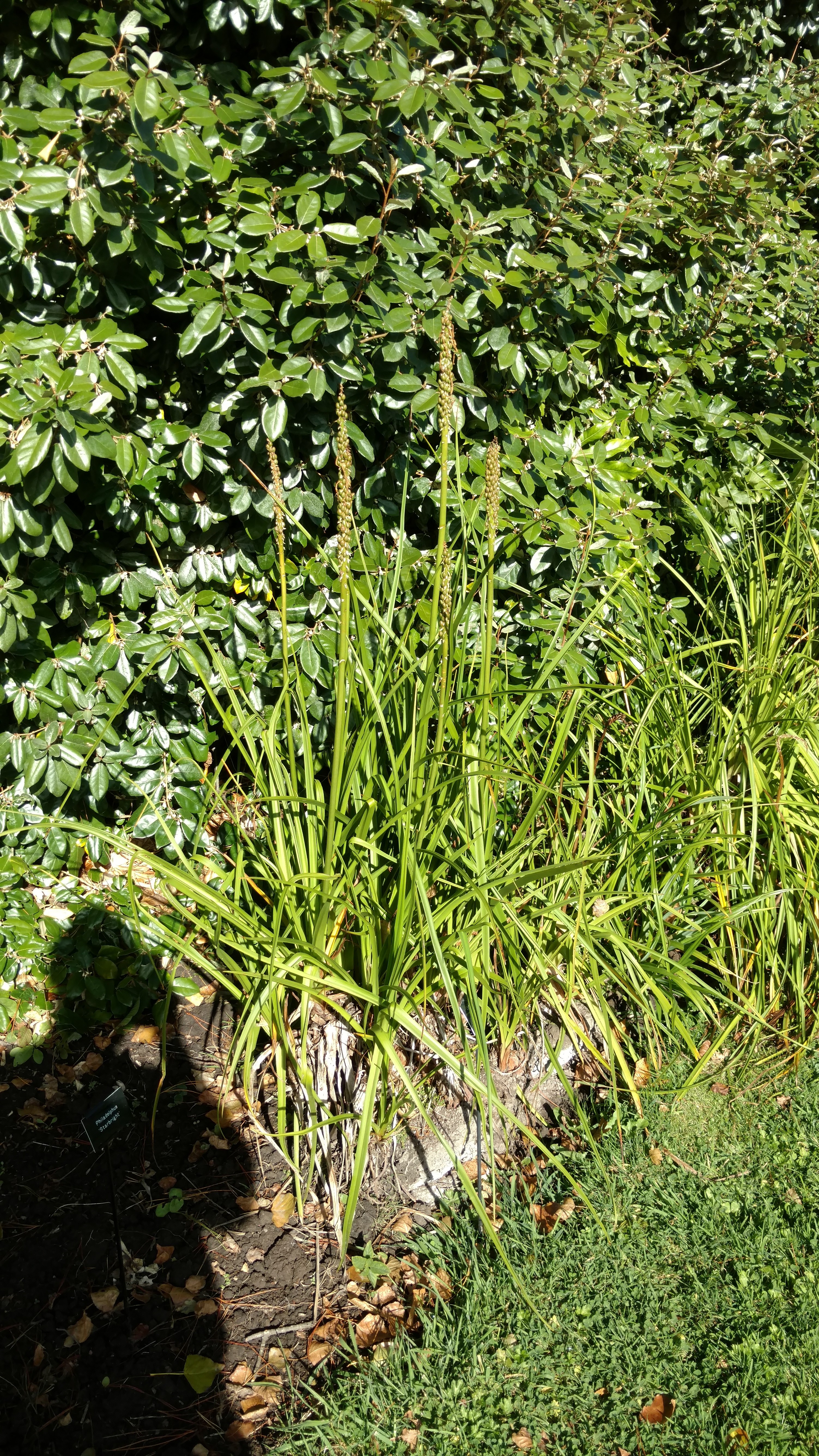 Kniphofia rooperi plantplacesimage20161016_114658.jpg