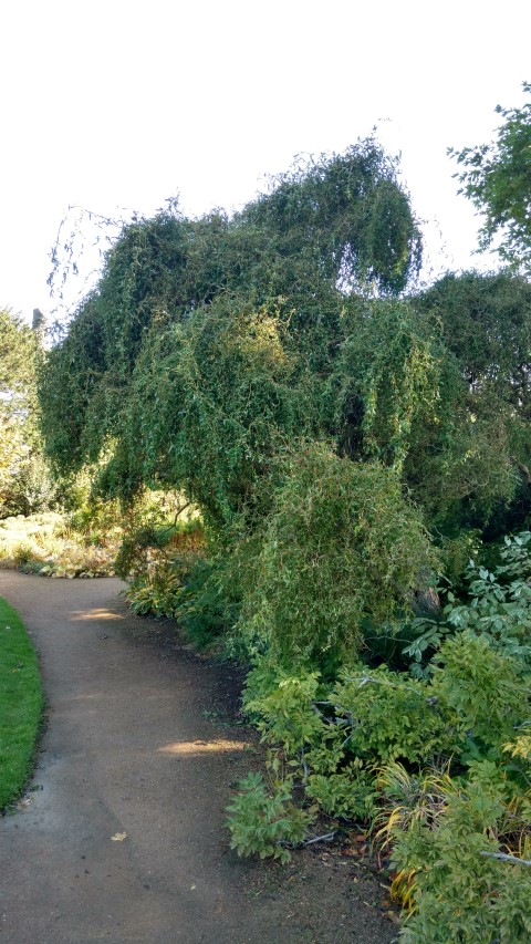 Salix babylonica plantplacesimage20161016_115046.jpg