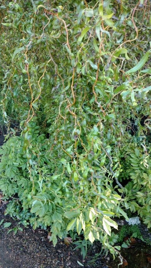 Salix babylonica plantplacesimage20161016_115101.jpg