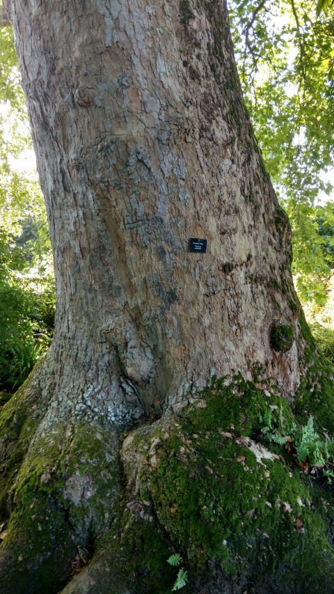 Platanus orientalis plantplacesimage20161016_115459.jpg