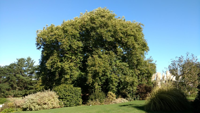 Platanus orientalis plantplacesimage20161016_115605.jpg