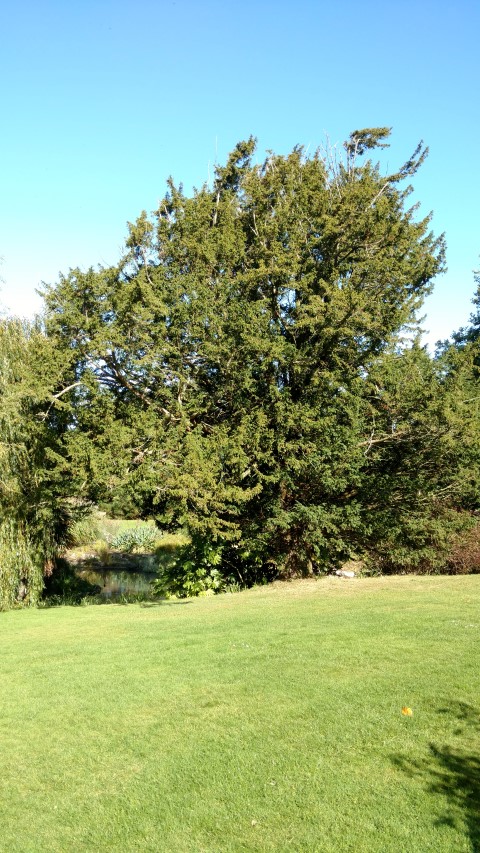 Taxus baccata plantplacesimage20161016_120033.jpg