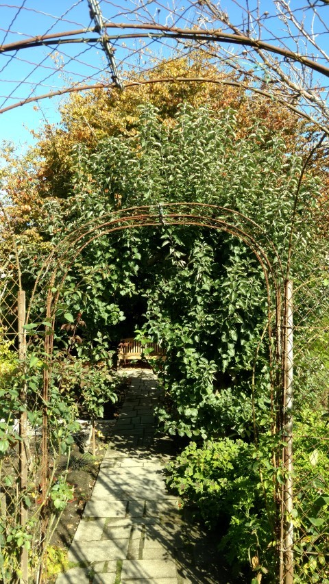 Malus domestica plantplacesimage20161016_120542.jpg