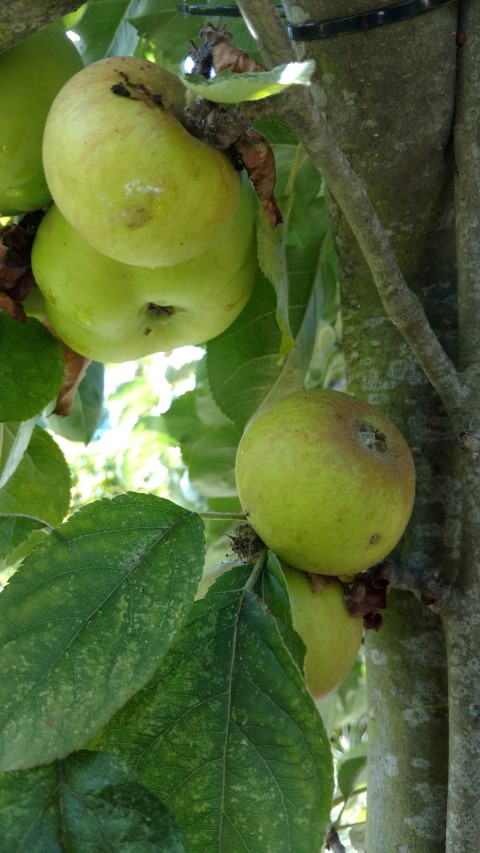 Malus domestica plantplacesimage20161016_120615.jpg