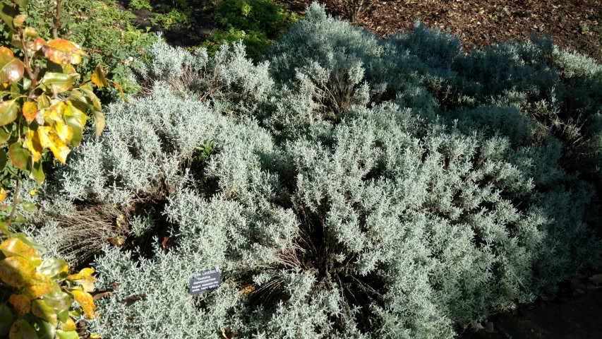 santolina chamaecyparissus plantplacesimage20161016_120711.jpg