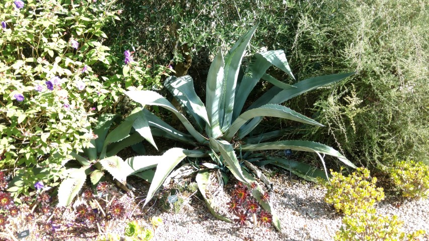Aloe aristata plantplacesimage20161016_121058.jpg
