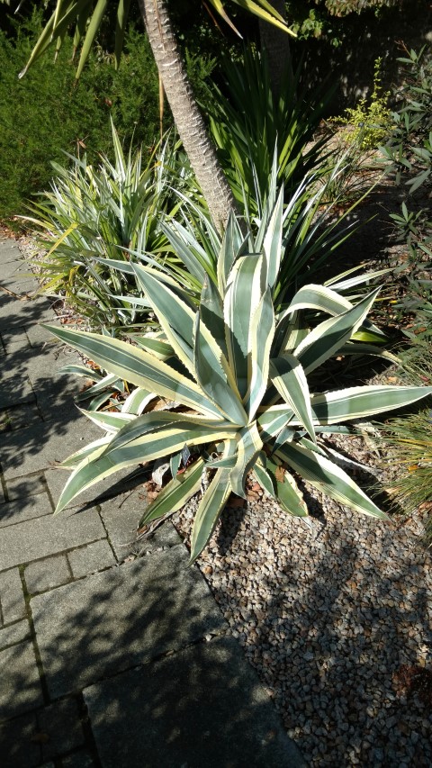 Aloe americana plantplacesimage20161016_121137.jpg