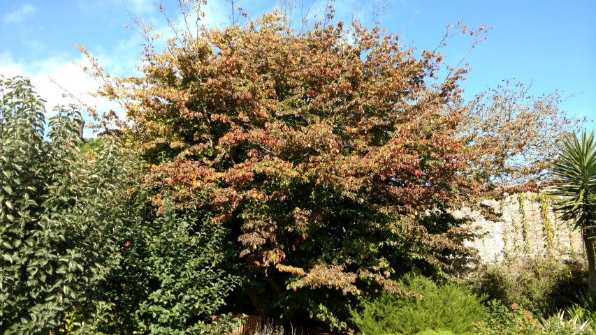 Parrotia persica plantplacesimage20161016_121244.jpg