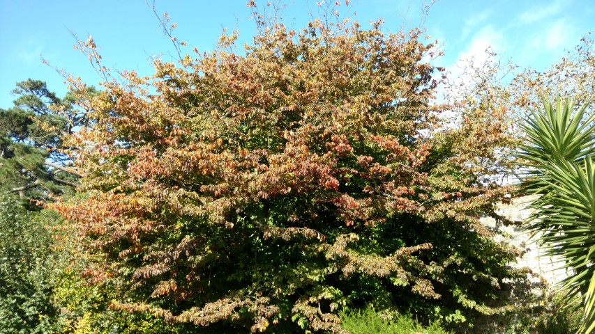 Parrotia persica plantplacesimage20161016_121307.jpg