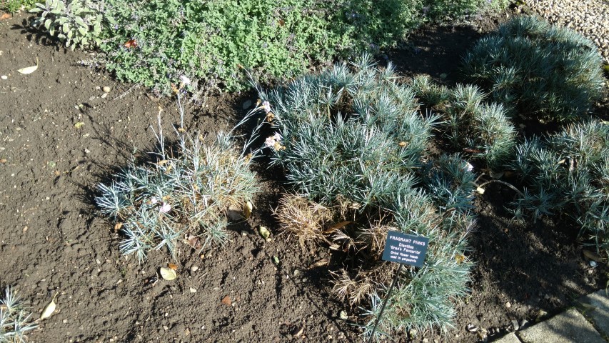 Dianthus plantplacesimage20161016_121443.jpg