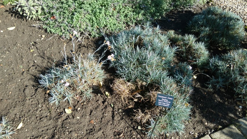 Dianthus  plantplacesimage20161016_121443.jpg