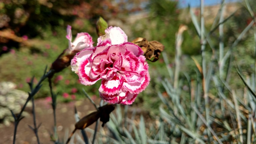 Dianthus  plantplacesimage20161016_121502.jpg